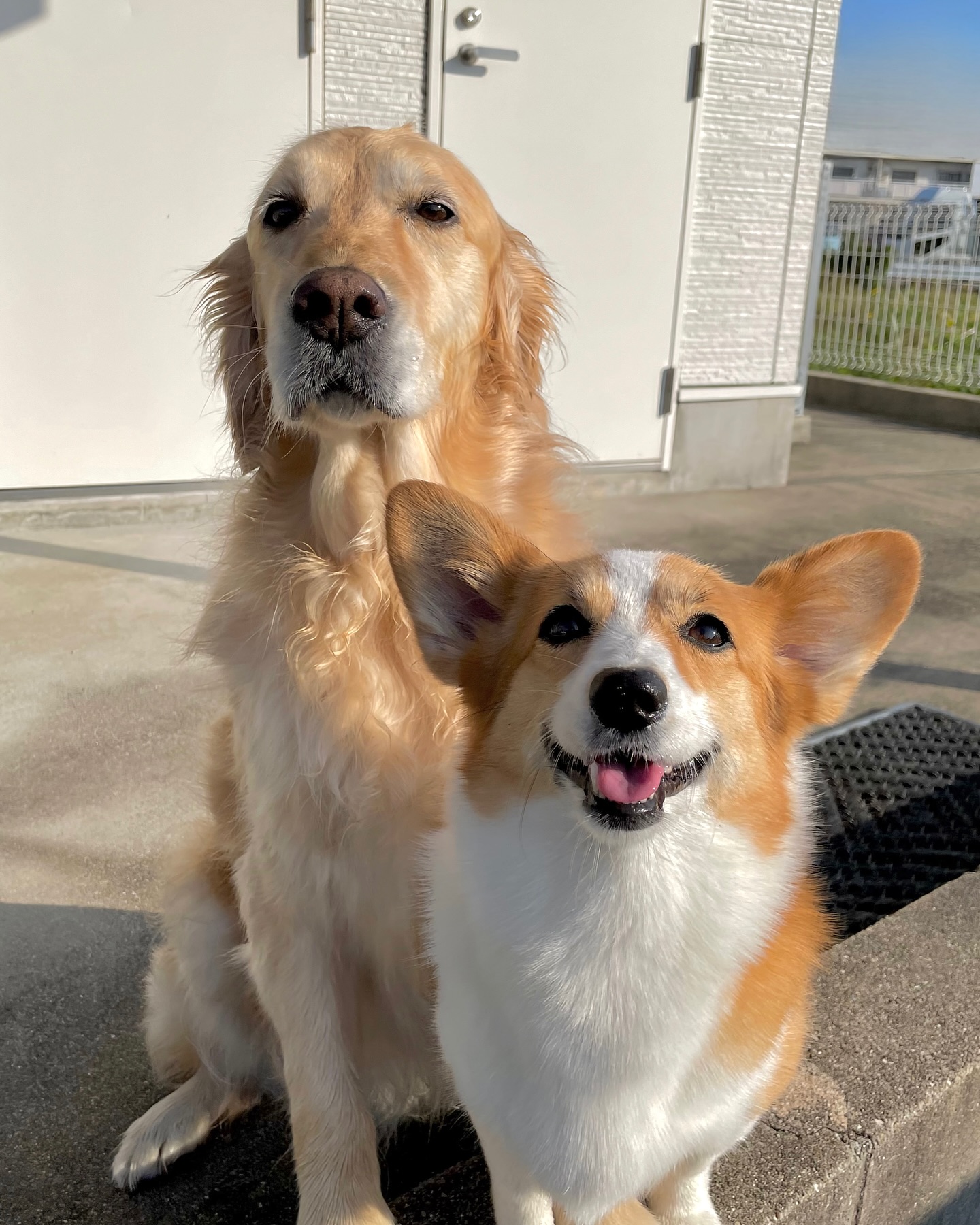ハギレ ドッグ 犬 コーギー ほそい ゴールデンレトリーバー テリア 