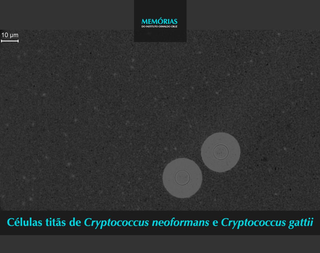 Memórias - 🧫🔬Um novo estudo publicado na revista Memorias do IOC relata ...