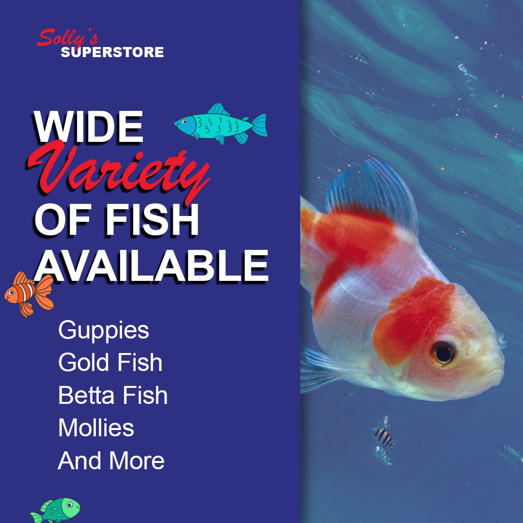 Solly's - 🐟 Your aquarium deserves A-list residents, not just floating ...
