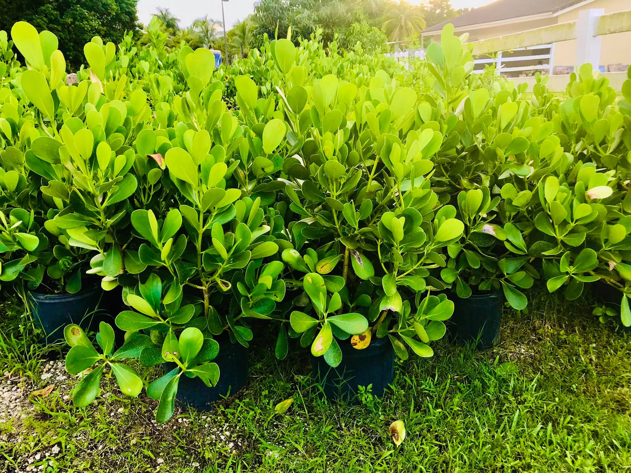 A & K Tree Farm | Southwest Ranches FL