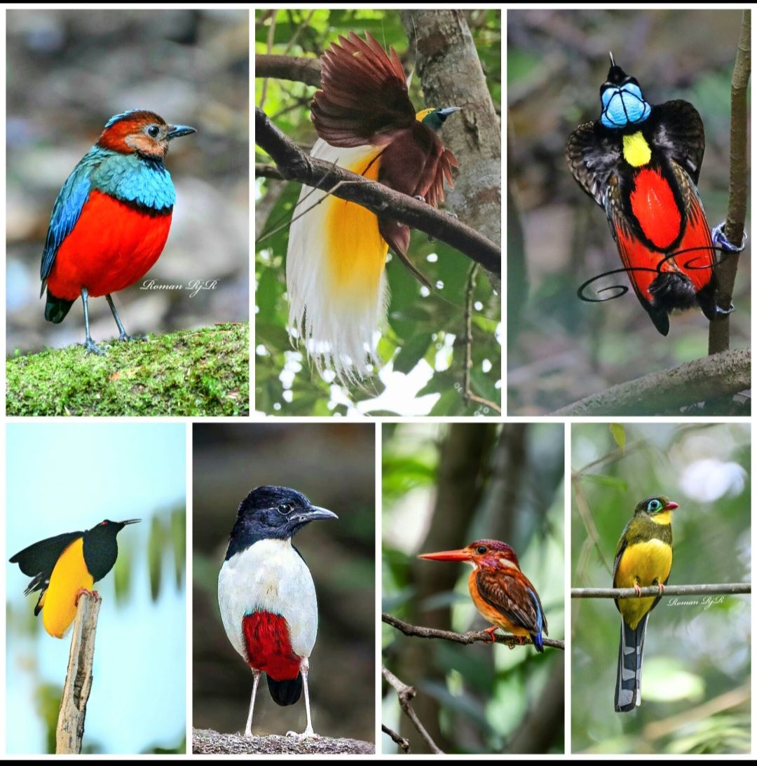 West Java Birding Tour Indonesia | Jakarta