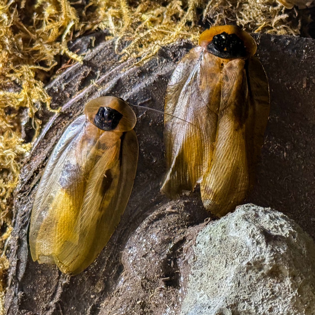 Butterfly - In our newest exhibit, Legacies: Invertebrates of Mexico ...