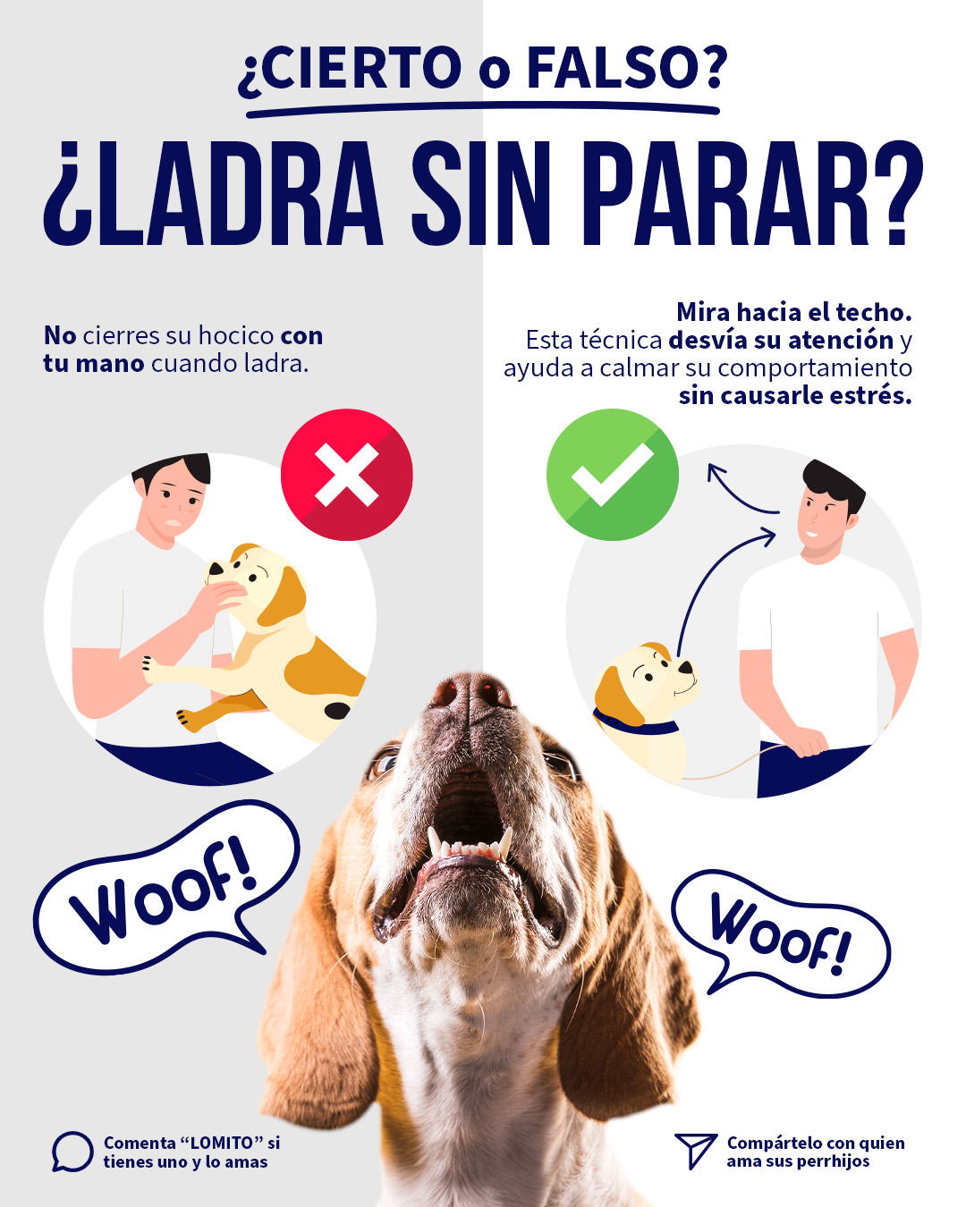 Aprende - 🐶 ¿Sabías esto de tu perrito? Con el programa de ...