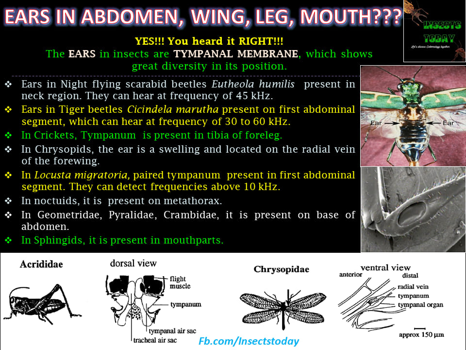 Insects Today - Communication is quintessential to...