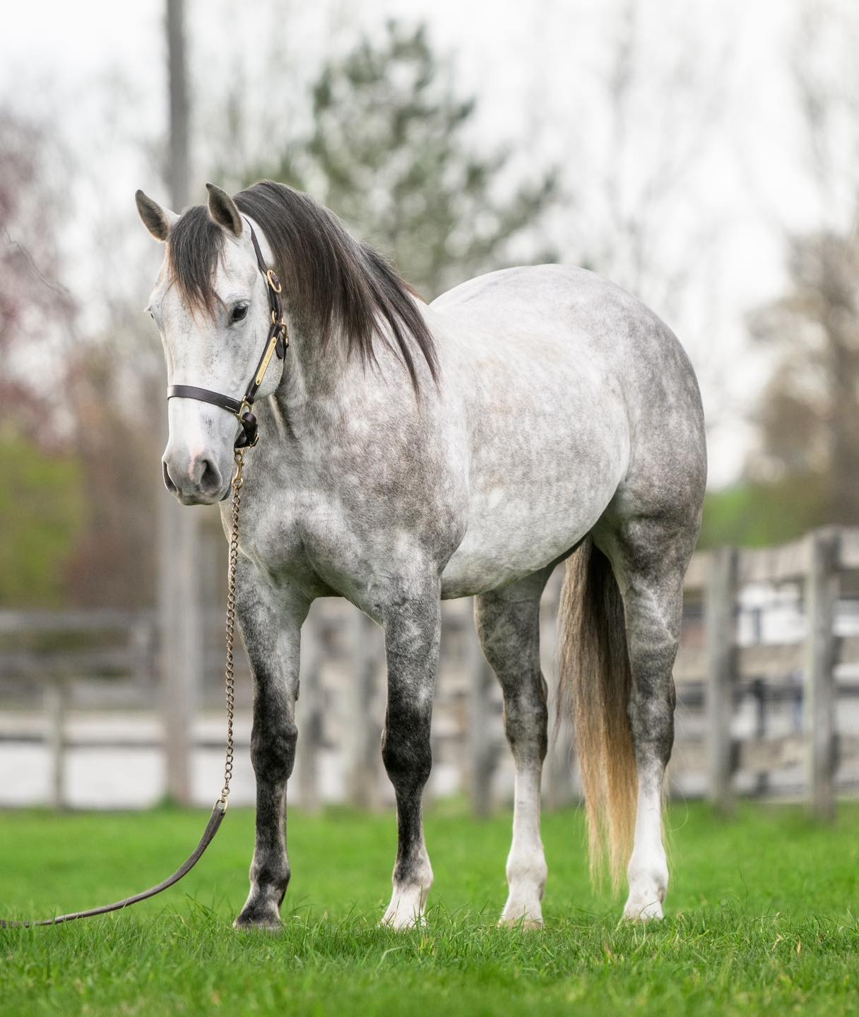Triple R Horses - “Mateo” is a 5yr old, 15.1hh,... | Facebook