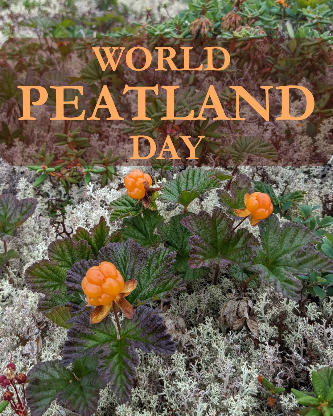 🌎 WORLD PEATLAND DAY 🌎... - Aquatic Conservation Initiative | Facebook