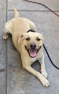 RESCUED CREAM LABRADOR RETR NHO PRIORITY: Behavior Deadline Date 5 ...