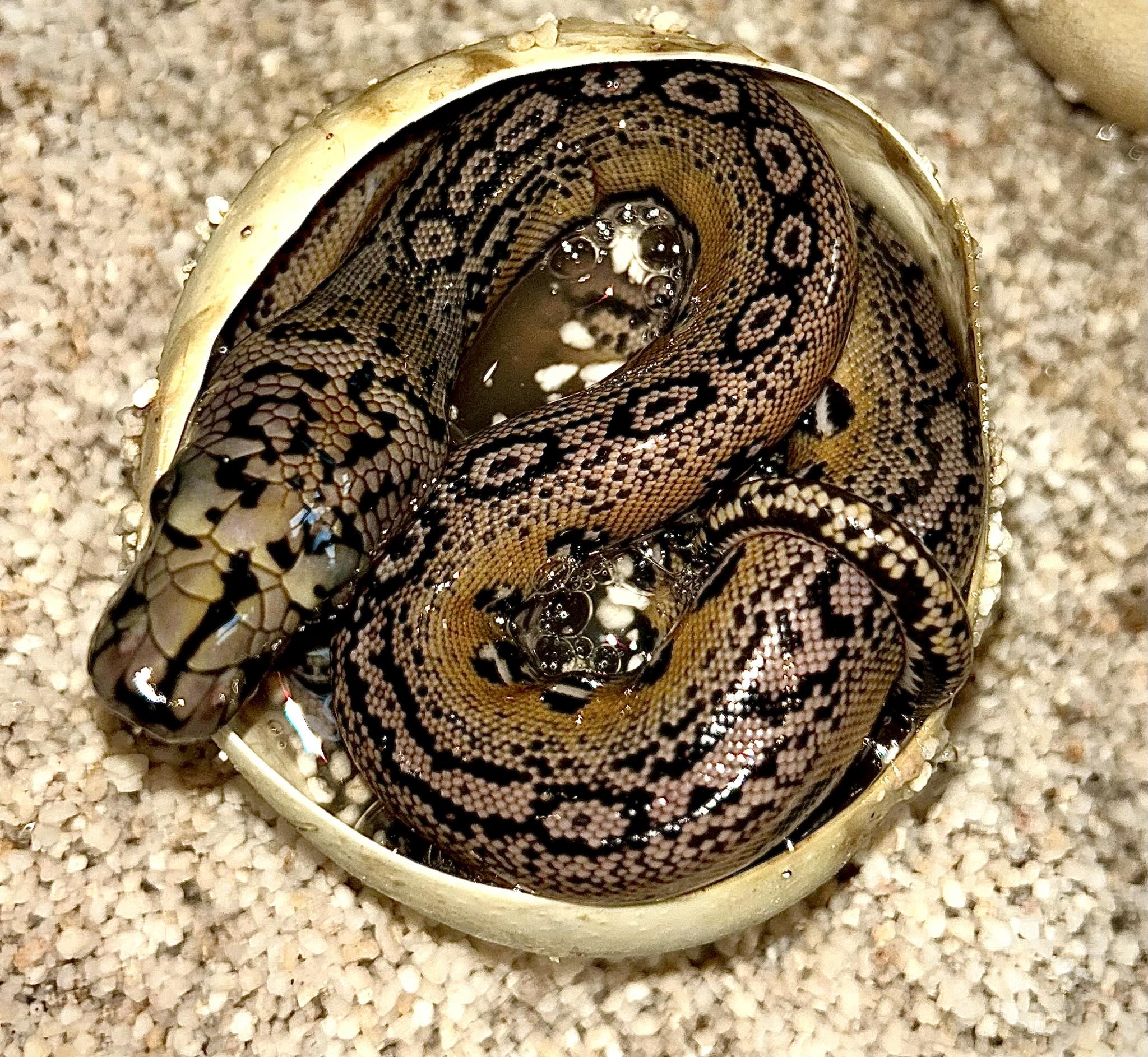 Retic Hub | Ostrolenka