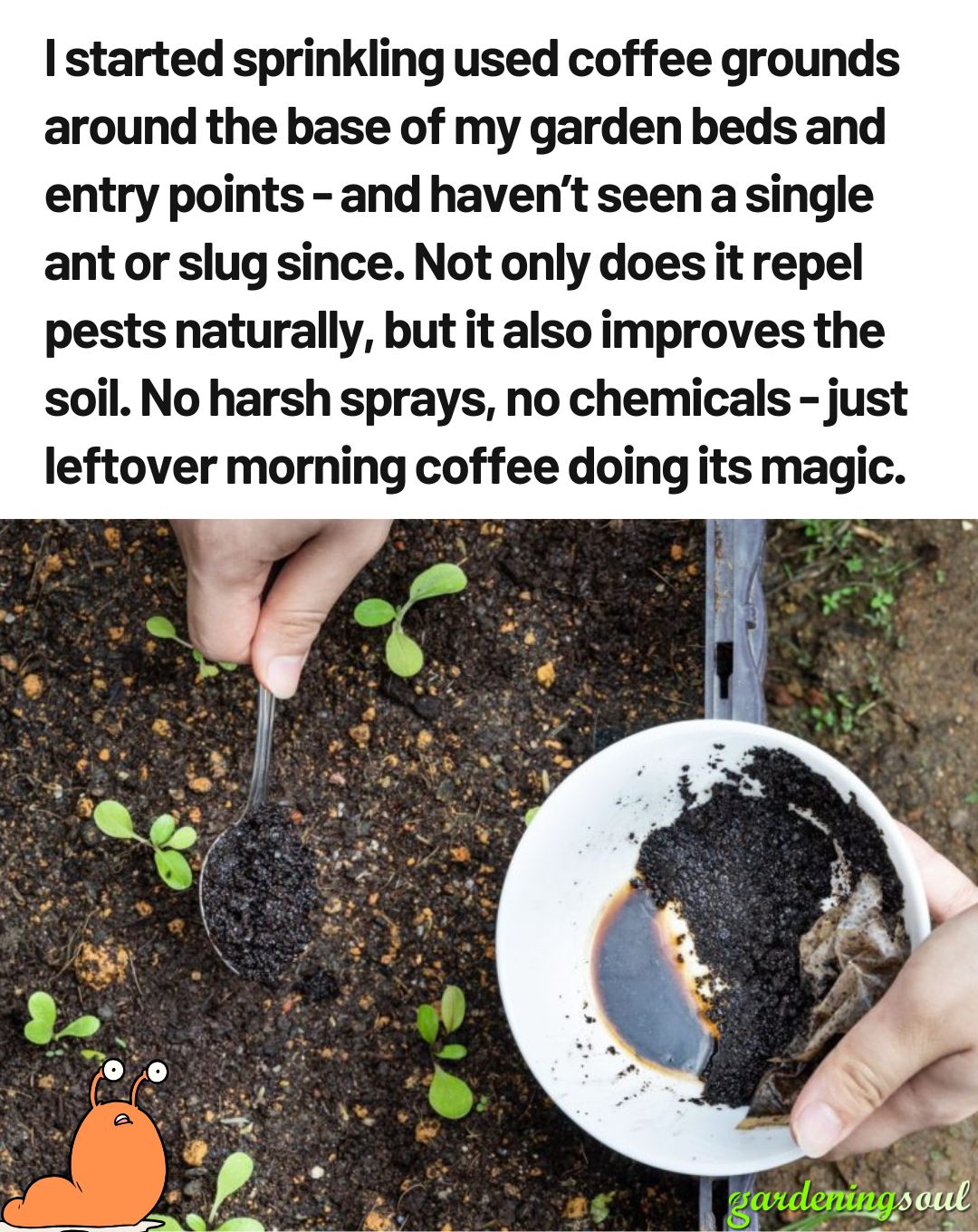 Is Coffee Grounds Good for Garden: Boost Plant Growth