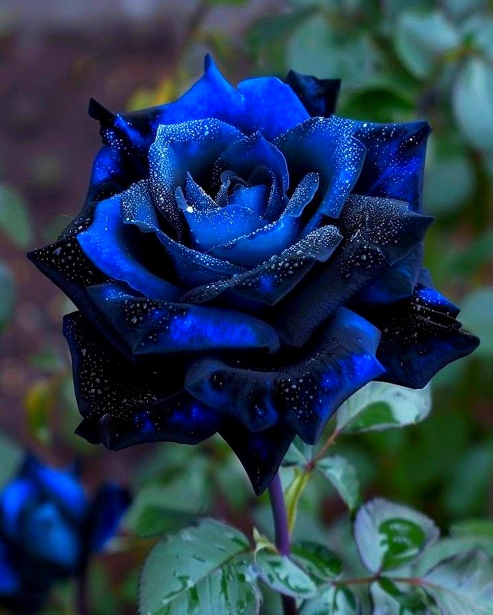 Midnight Blue rose by Tom Carruth