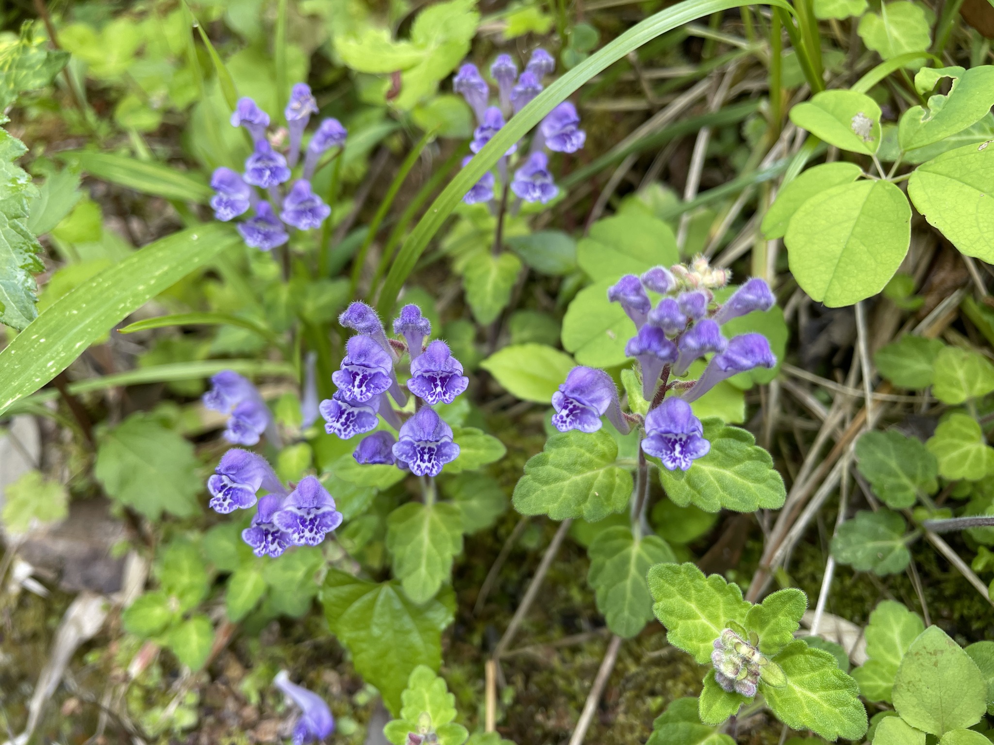 タツナミソウとコバノタツナミ タツナミは「立つ浪」のこと、花の付き