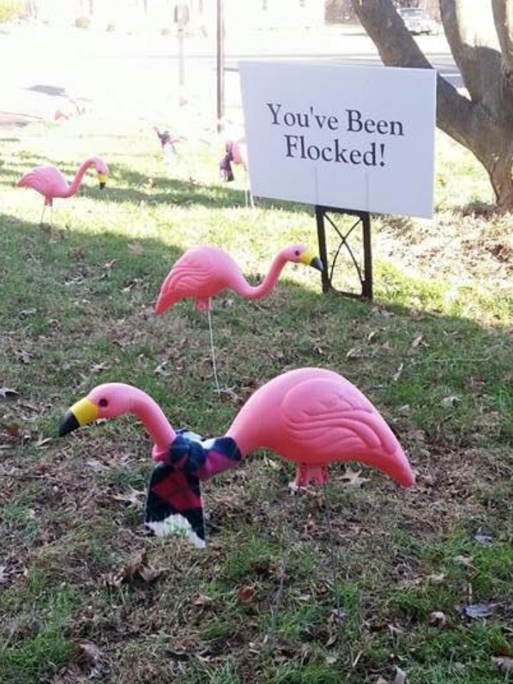 Grace - The Flamingos Are Back… and They’re Flocking for a Cause ...
