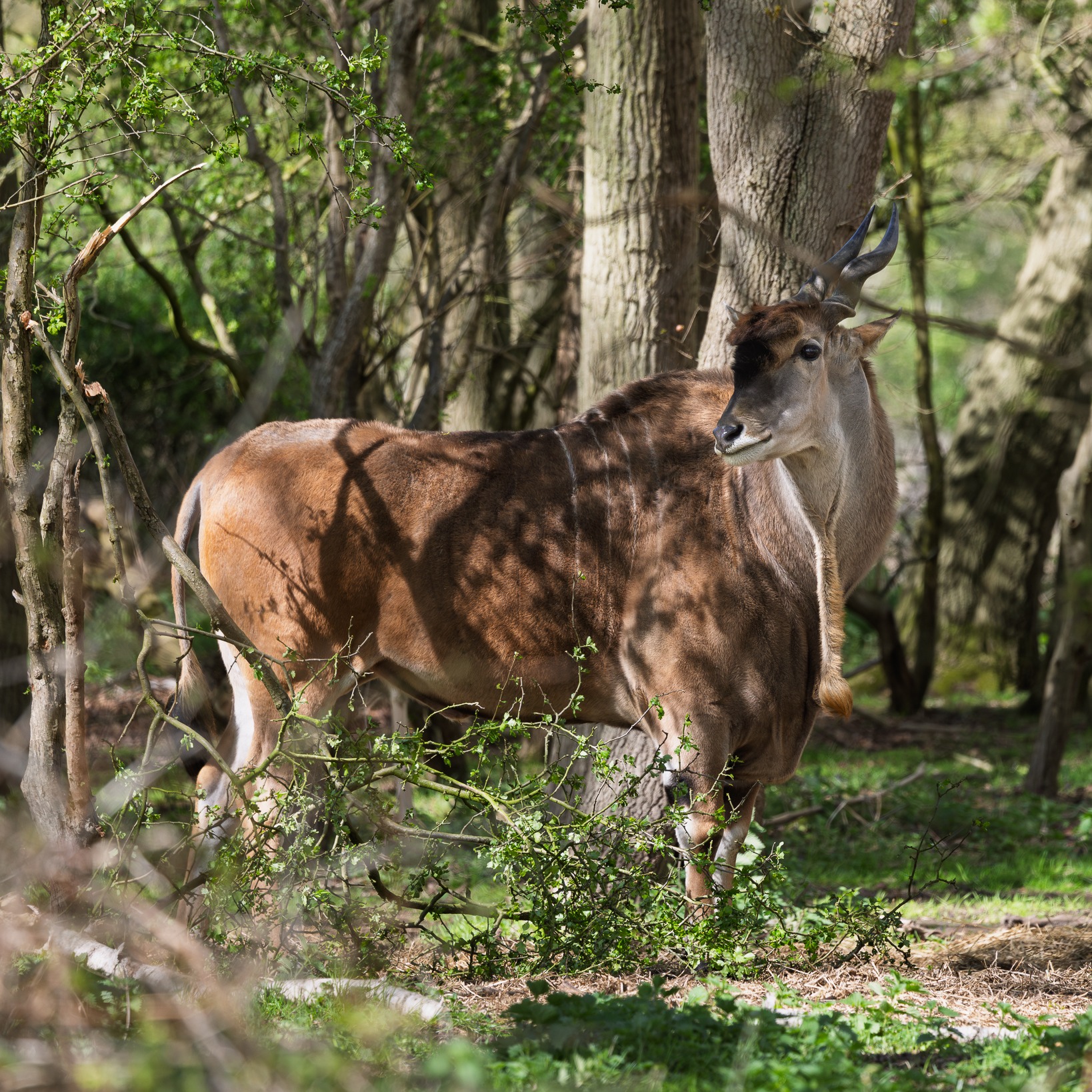 Watatunga Wildlife Reserve
