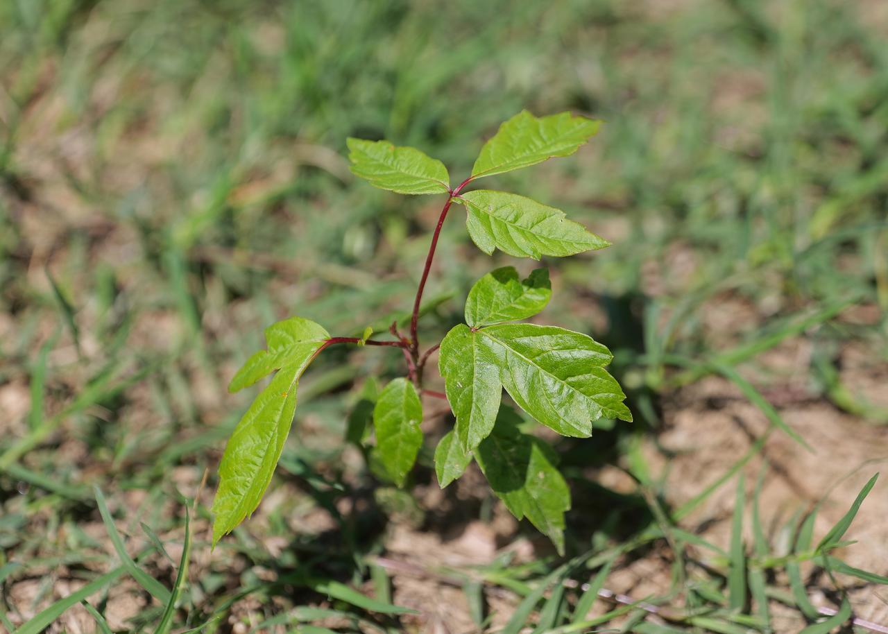 Clegg's - Poison Ivy or NOT - from LSU AgCenter Poison ivy ...
