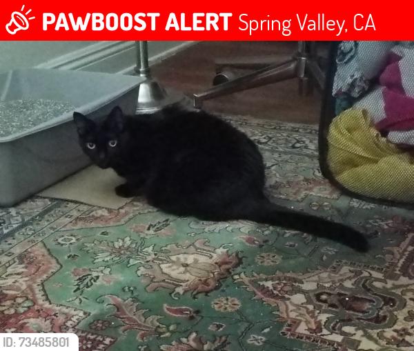 black★cat Lost cat Led Zeppelin in San Diego area