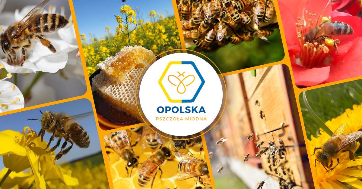 Opolska Pszczoła Miodna