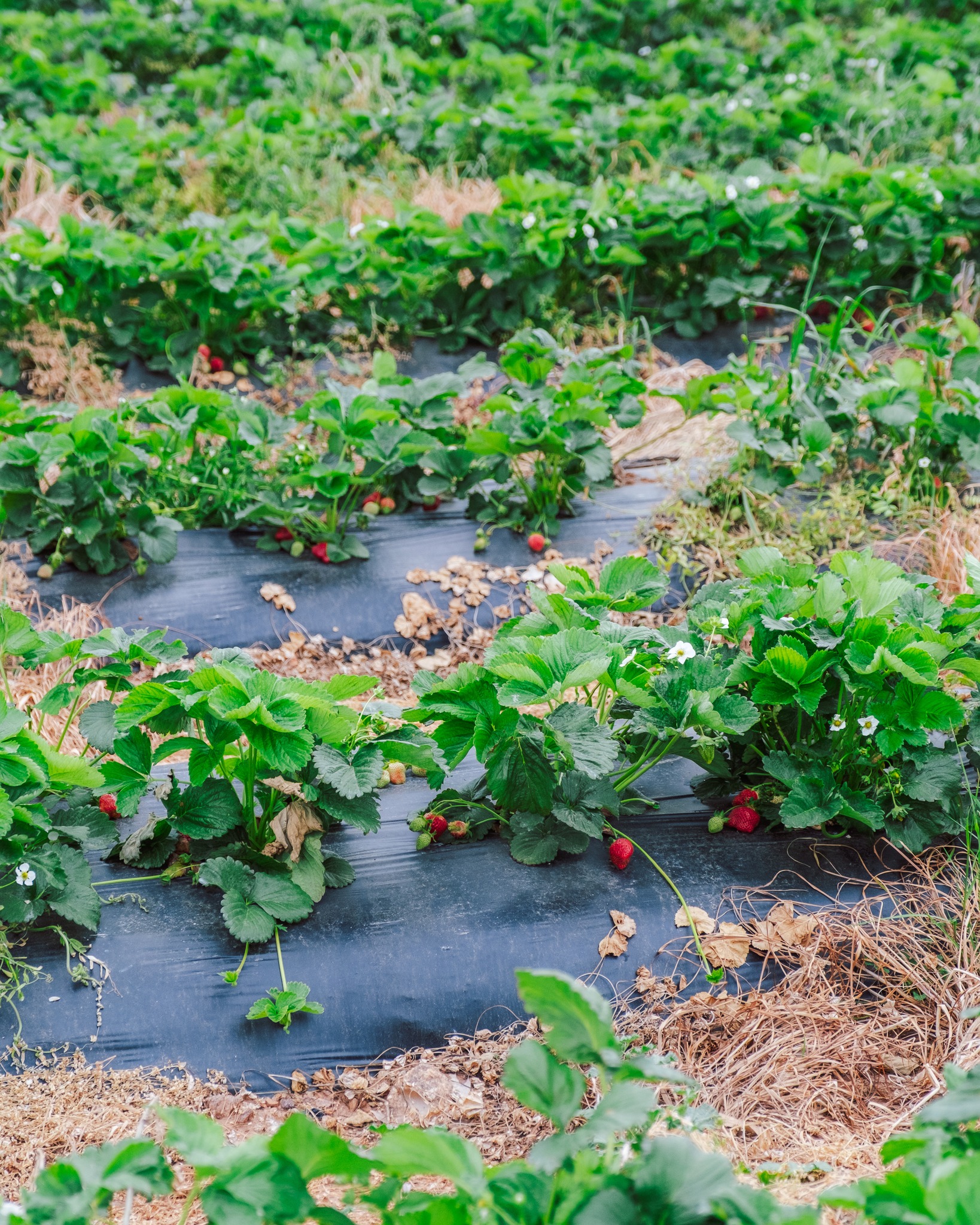 Yoders' Farm | Rustburg VA