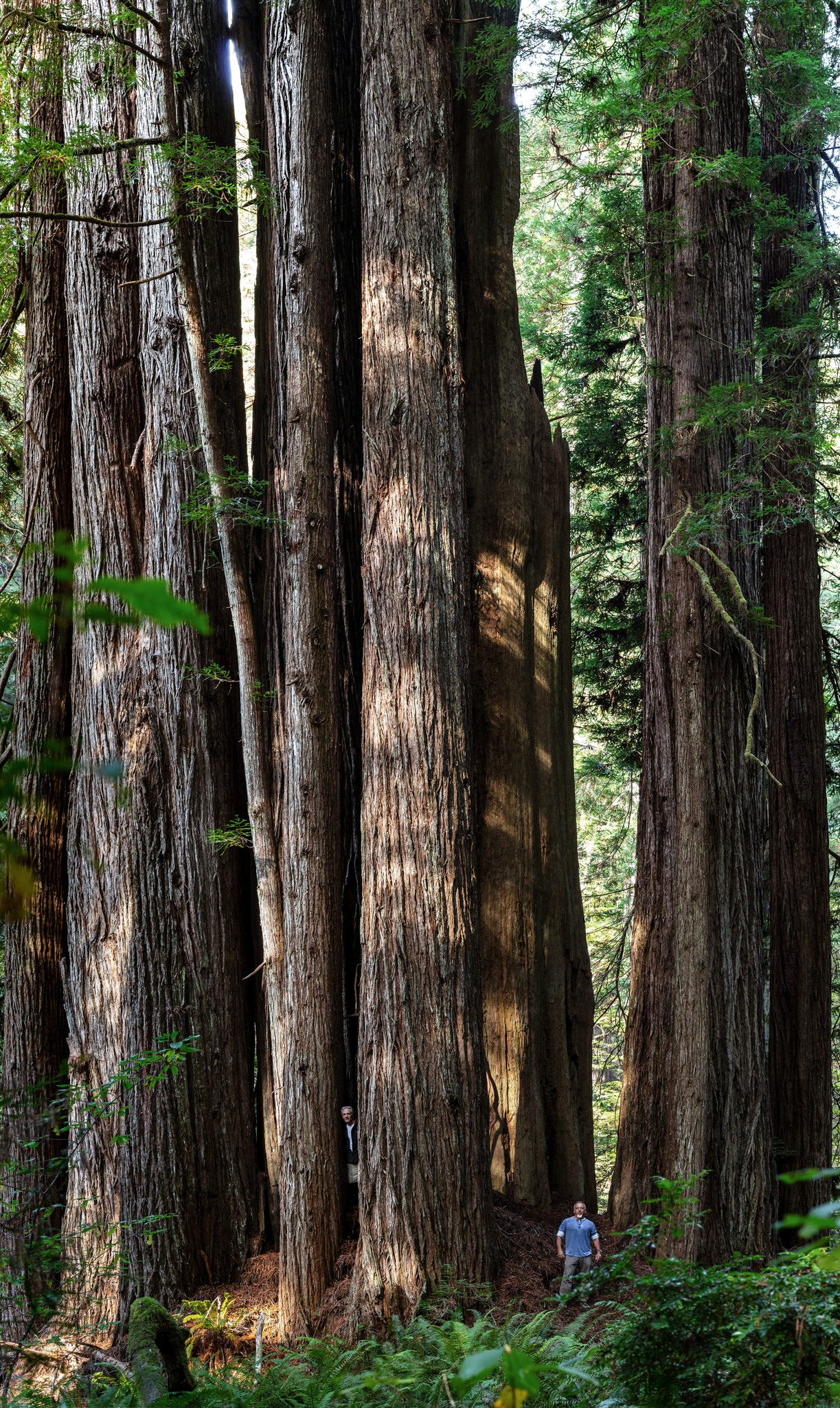 Redwood Forest - Rhododendron in the redwoods ... Rhodo = ROSE ...