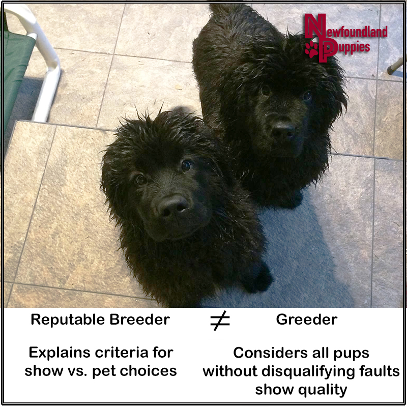 THE NEWFOUNDLAND DOG OWNERS & LOVERS GROUP | All breeders are not ...