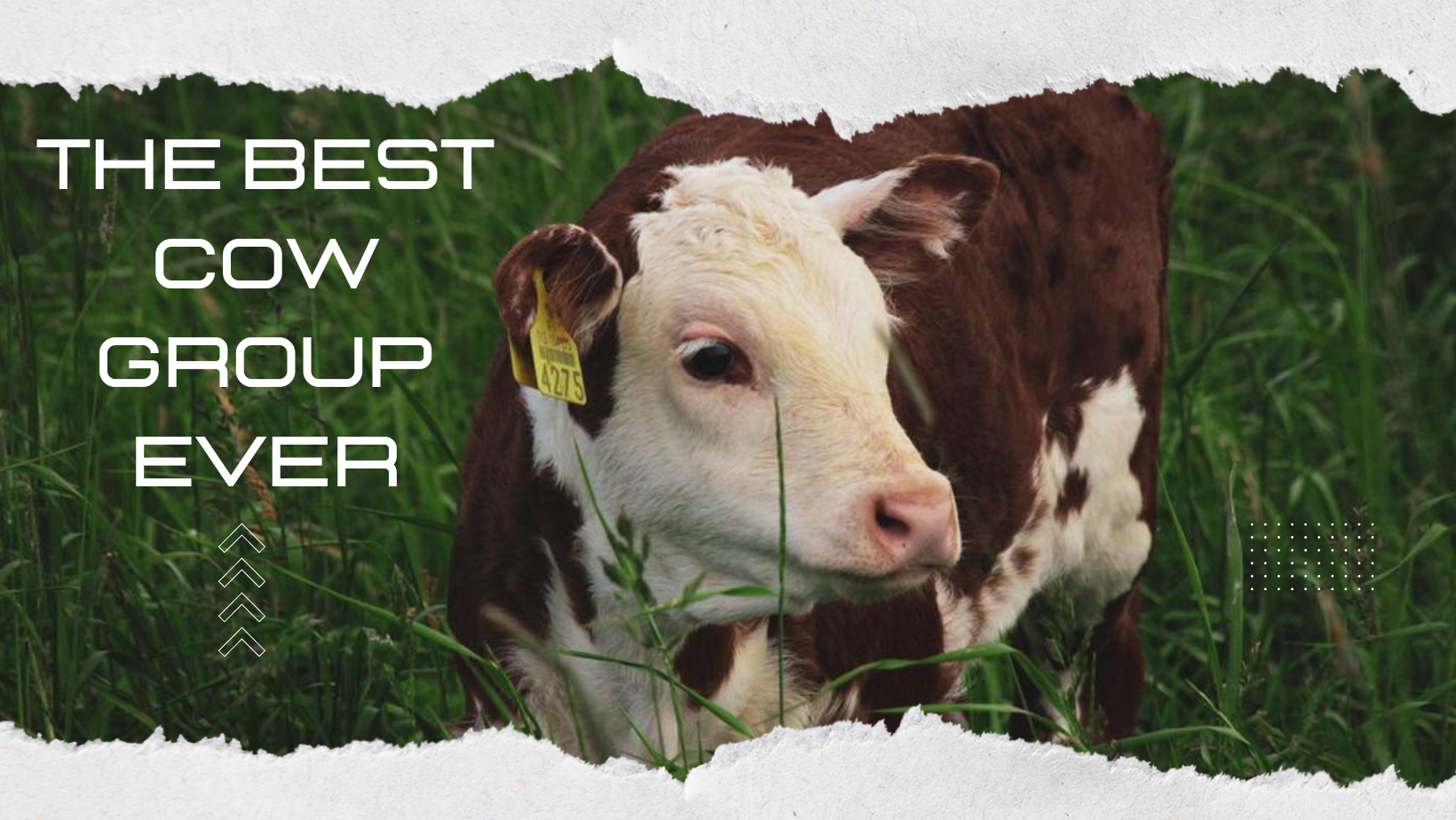 The Best Cow Group Ever | Facebook