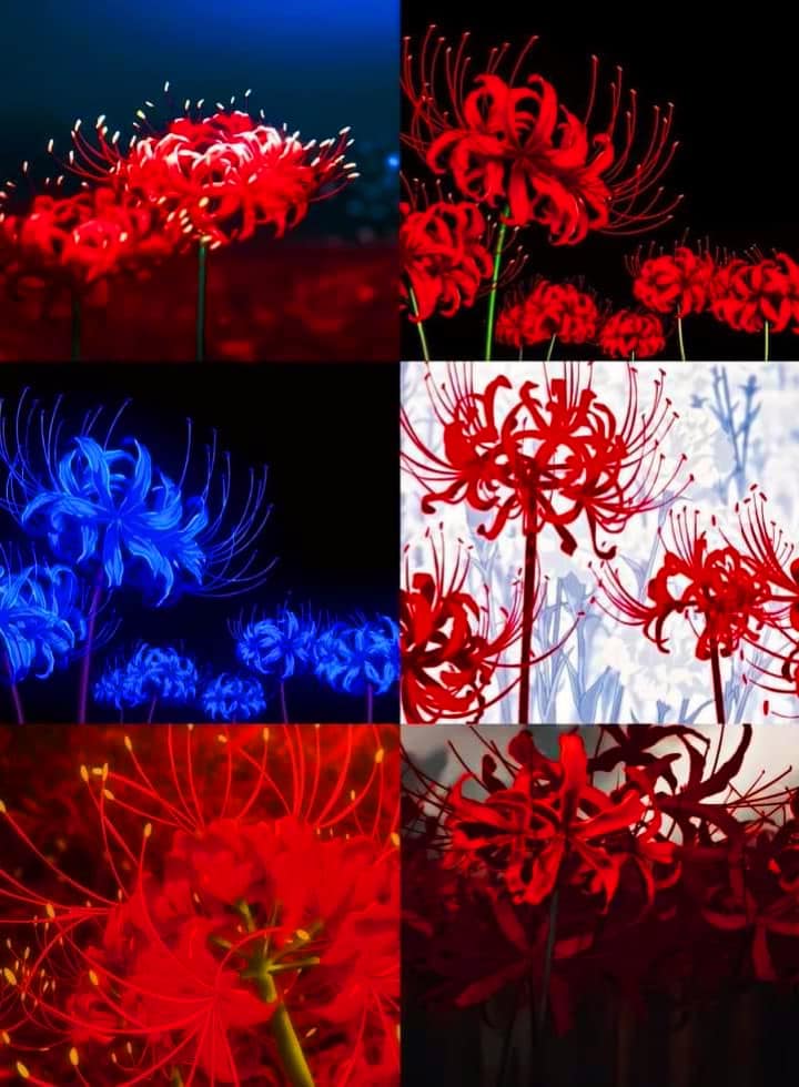 the only flowers I want this october 31 👻