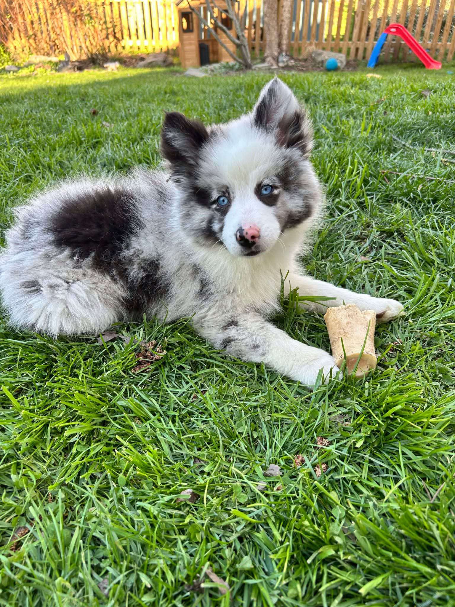 Animal Allies Rescue Foundation (AARF) | Baltimore MD