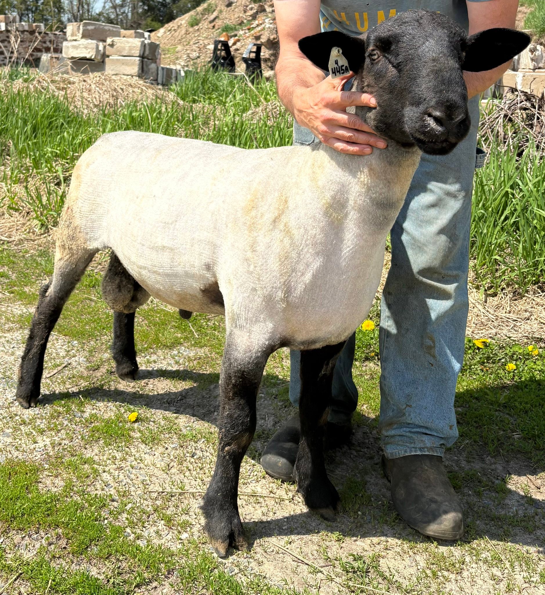 Subra Suffolks - This fall ram lamb is lot 105 heading to... | Facebook