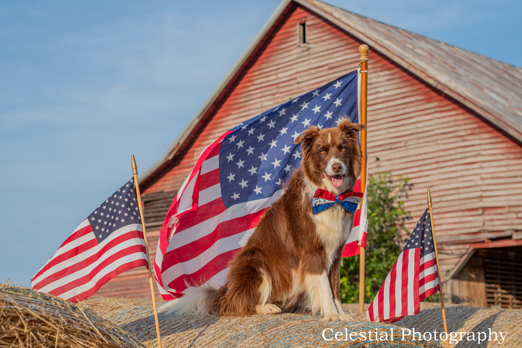 Freedom Fields Farm | Locust Dale VA