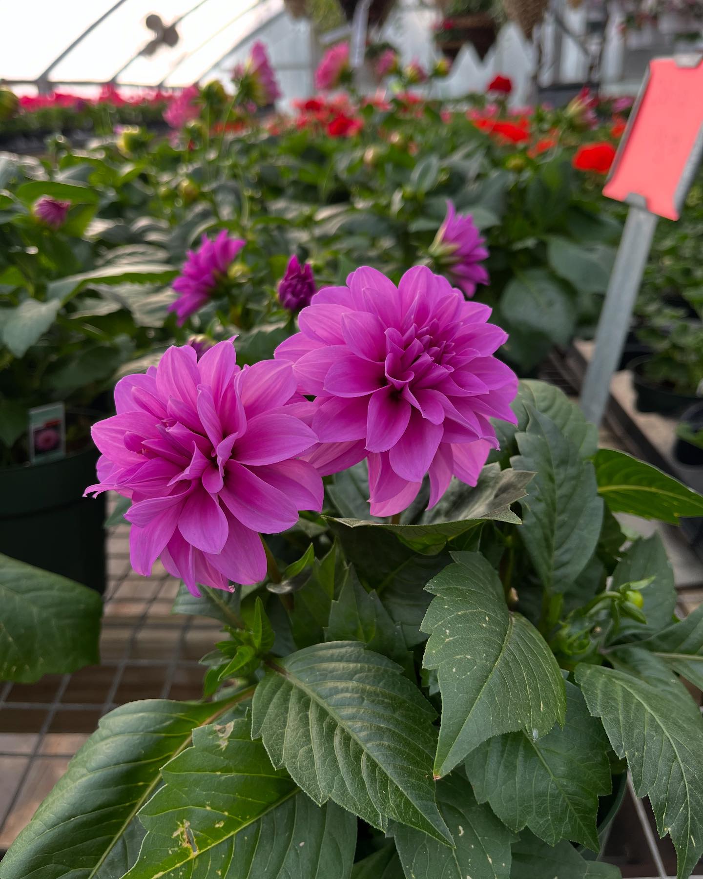 Cherry Ridge Greenhouse added a... - Cherry Ridge Greenhouse