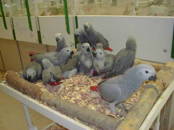 Parrots And Parrot Eggs For Sale Home Facebook