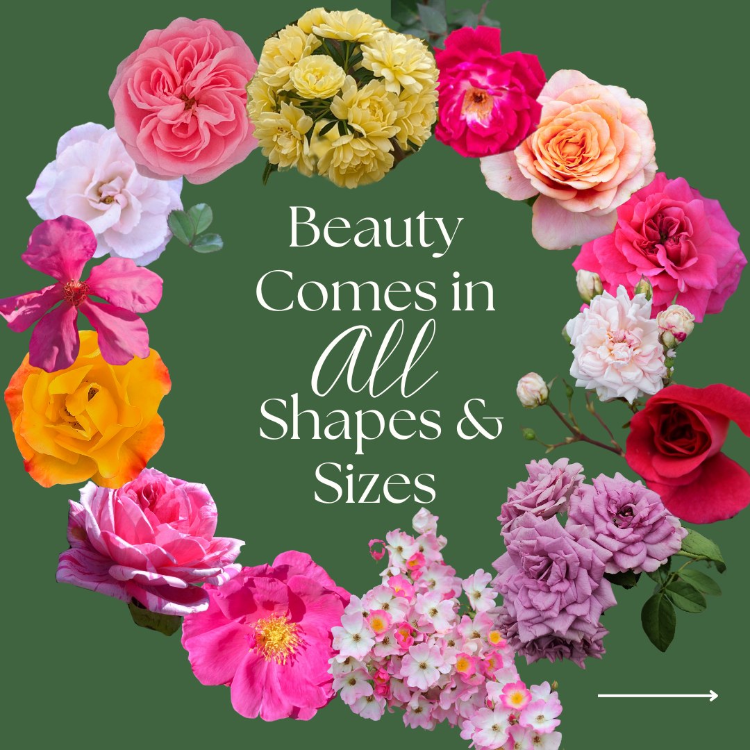 🌹 Let’s talk rose bloom forms!... - Antique Rose Emporium | Facebook