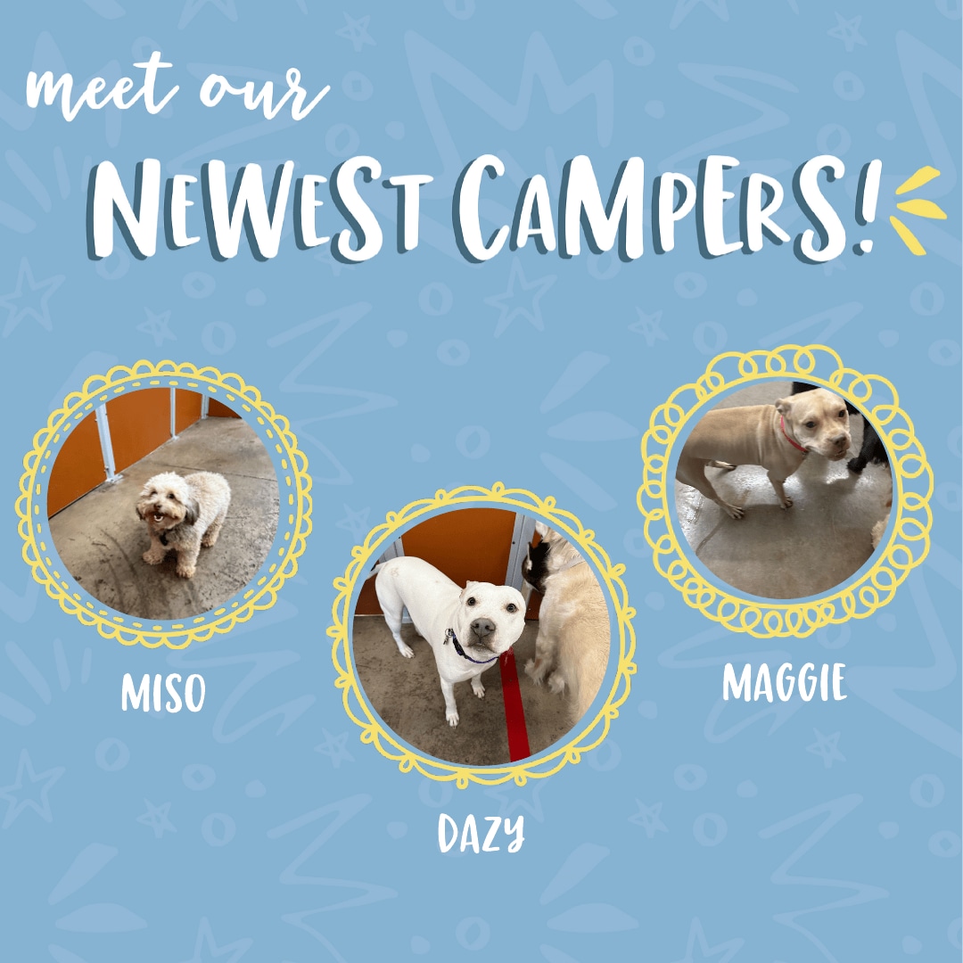 🌷 🌷 Meet our newest Campers!... - Camp Bow Wow Rochester | Facebook