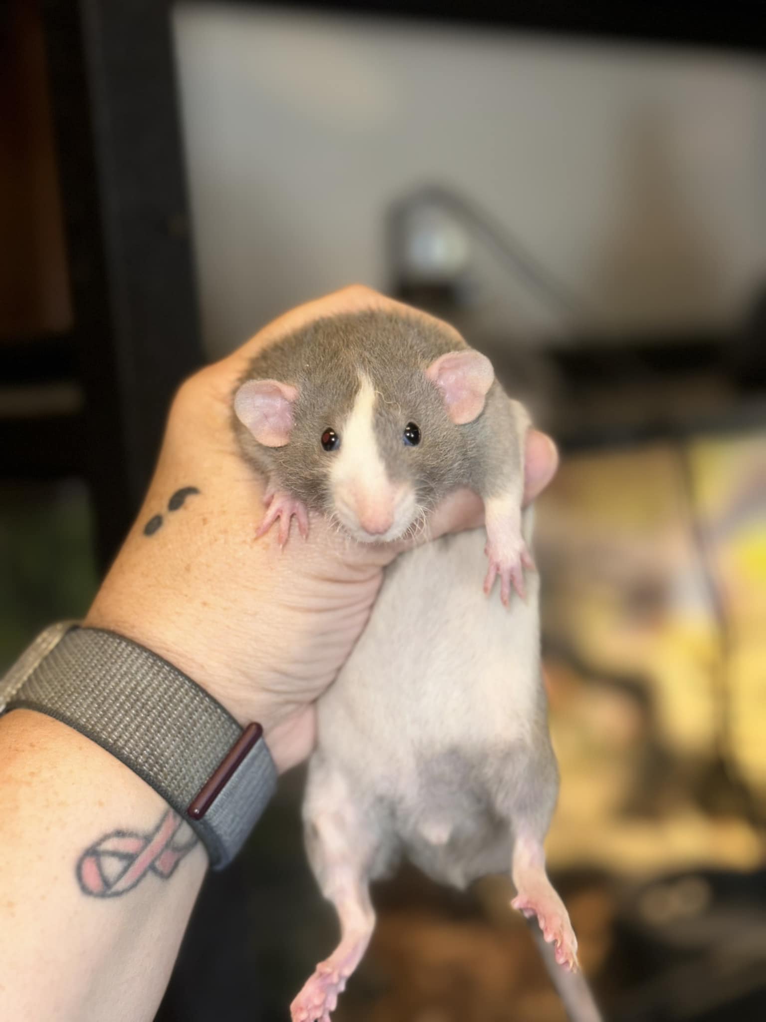 Pride Rock Rattery & Hedgies | Dayton OH