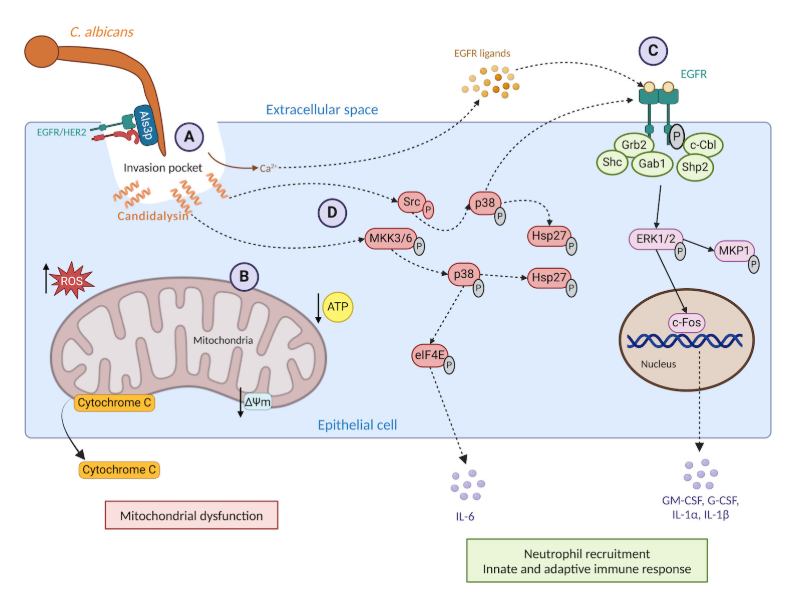 American - What are the dynamics of pathogen-induced death? What is the ...