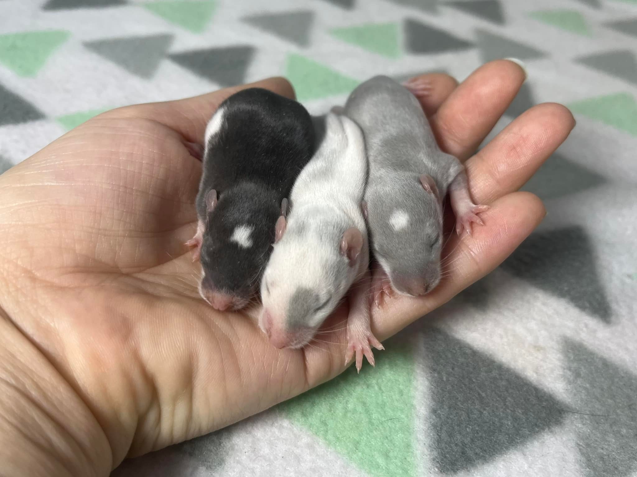 Wild Rose Rattery | Janesville WI