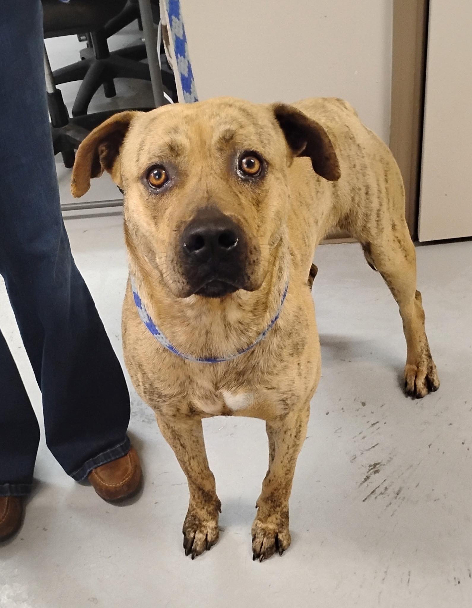 Jennings - **My name is Hemi, I’m a bulldog mix and 4 yrs old and I’m ...