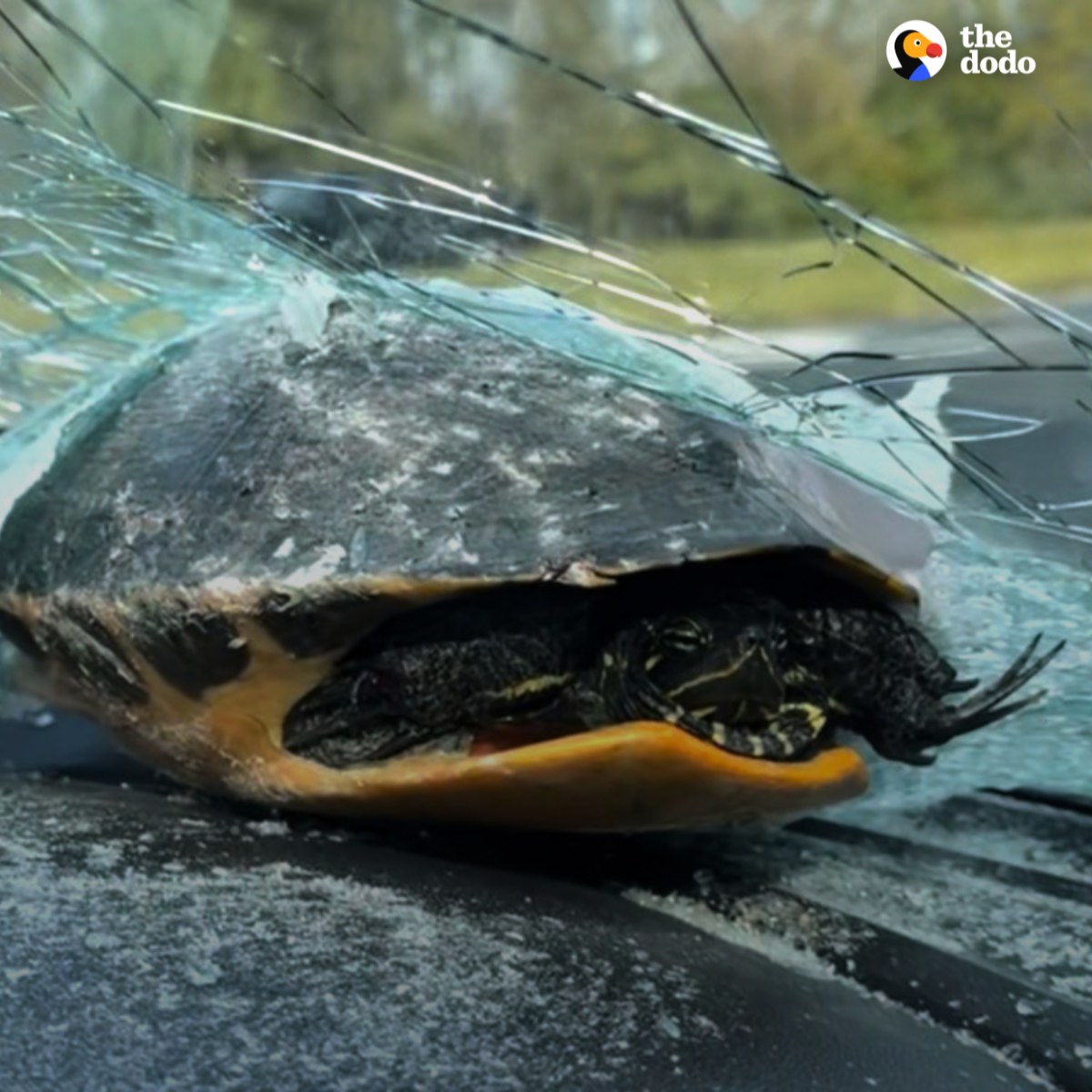 The Dodo - This miracle turtle walked away unscathed after... | Facebook