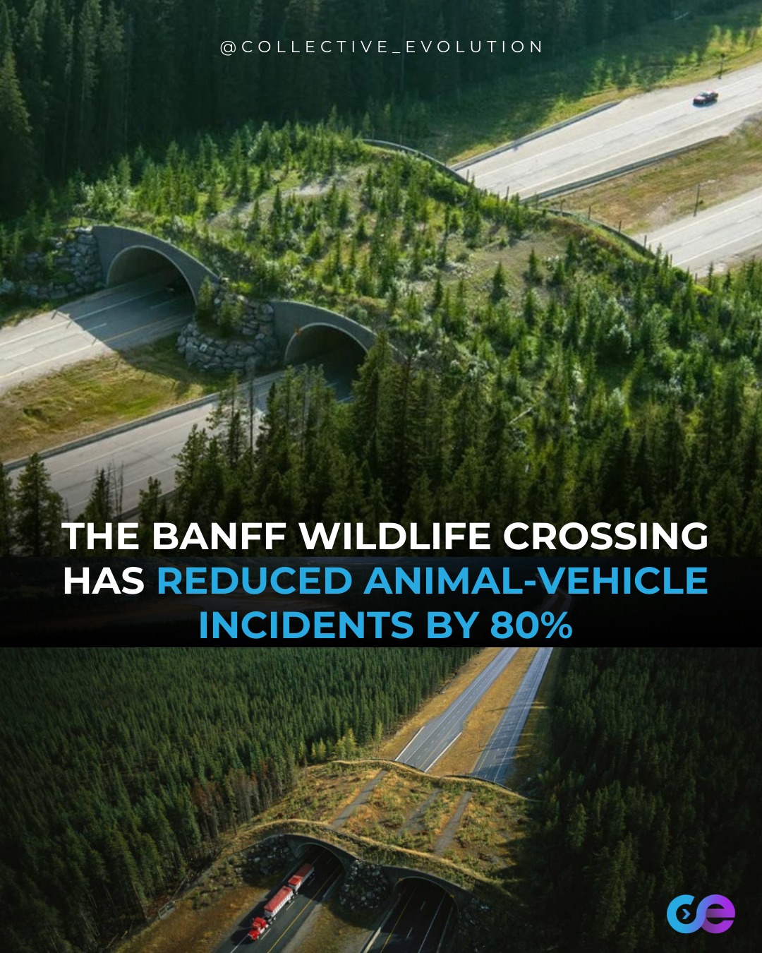 Collective - The Banff Wildlife Crossings Project in Alberta, Canada ...