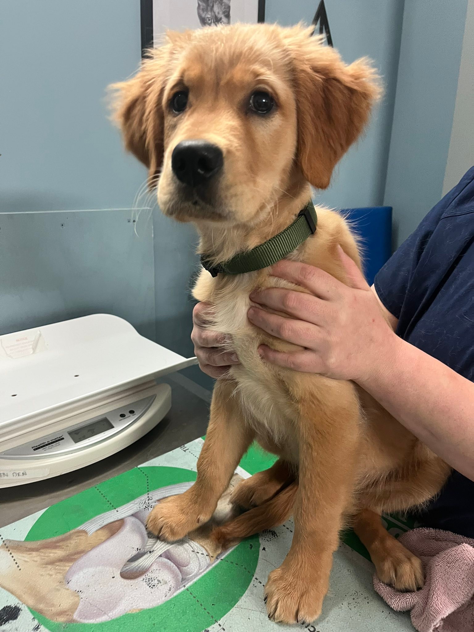 Kings Veterinary Hospital - #NationalDogDay is coming up on the 26th ...