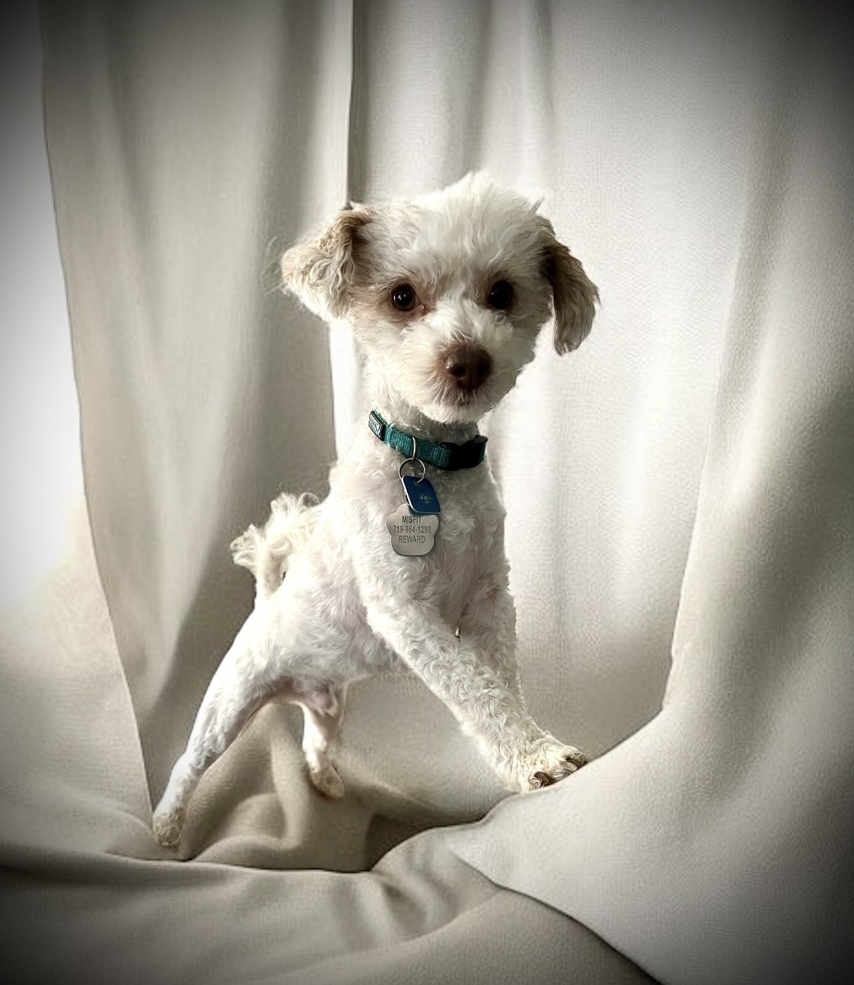 Poodle Mix Grooming Pounds Unlimited Reference: The Misfits