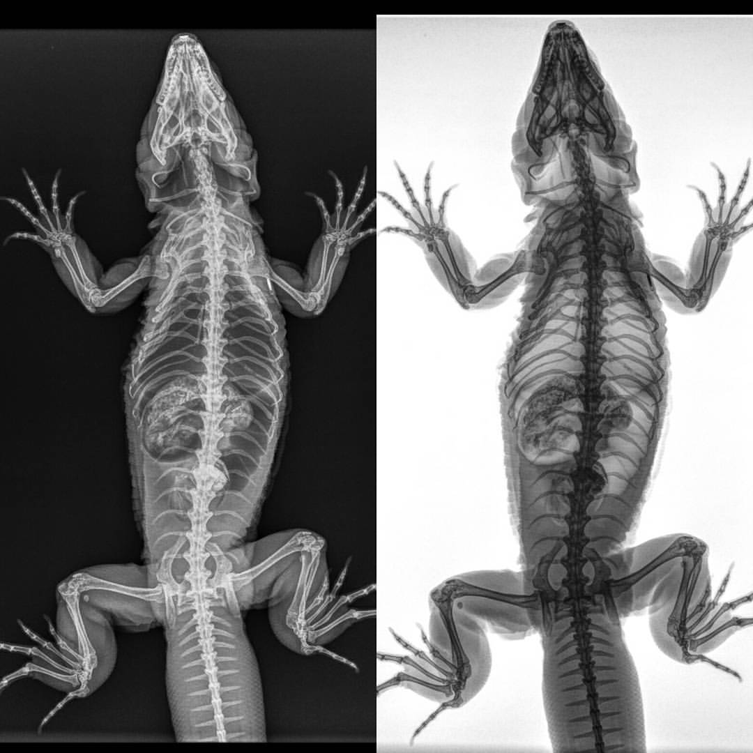 ExotiCare - Radiografia de teiú! Tegu radiography! #teiu #tegu # ...