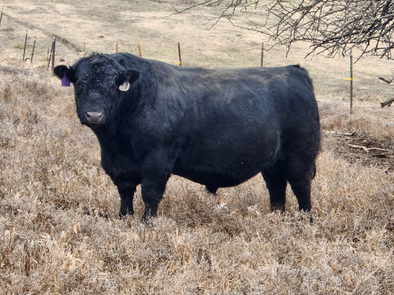 Ohlde Cattle Company: Basic Black Bulls and Angus Cattle Semen - Lot 21 ...