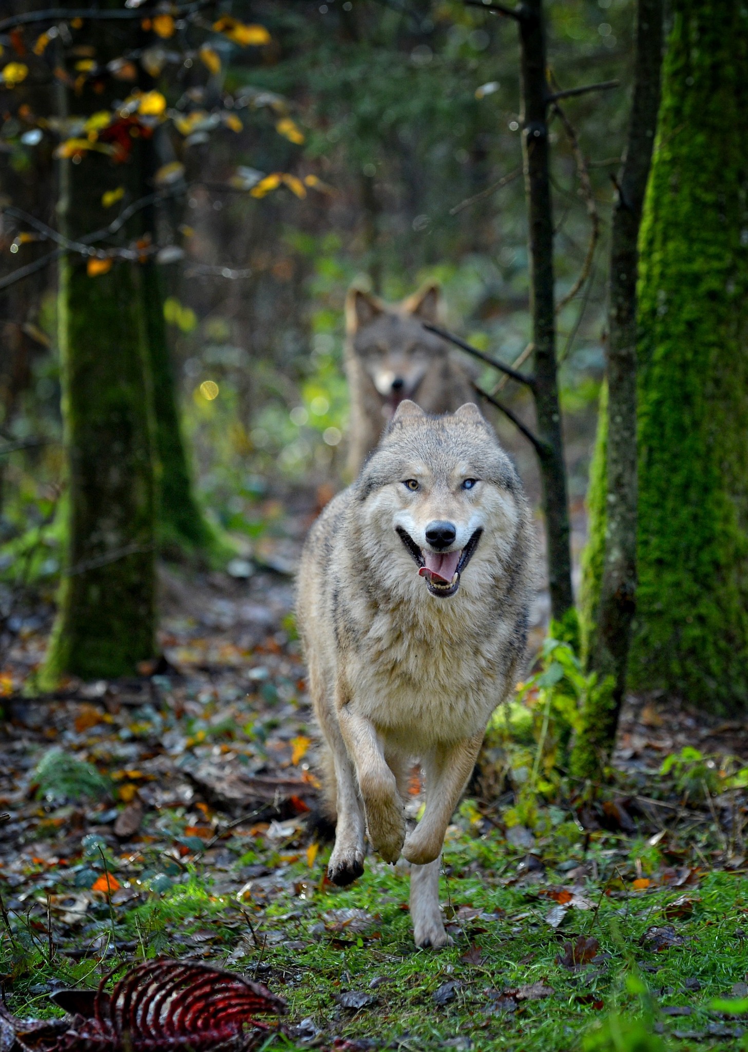 Wolfspark - Unser mongolischer Wolf 