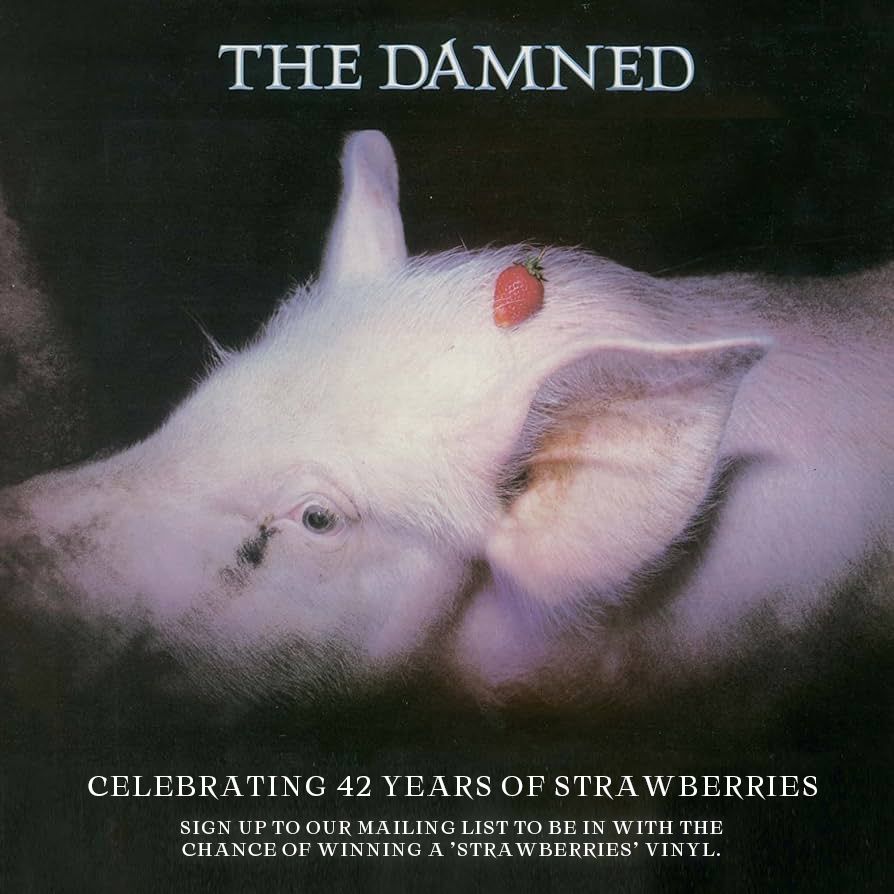 Strawberries' is 42 years old today!! 🍓 To celebrate we're giving