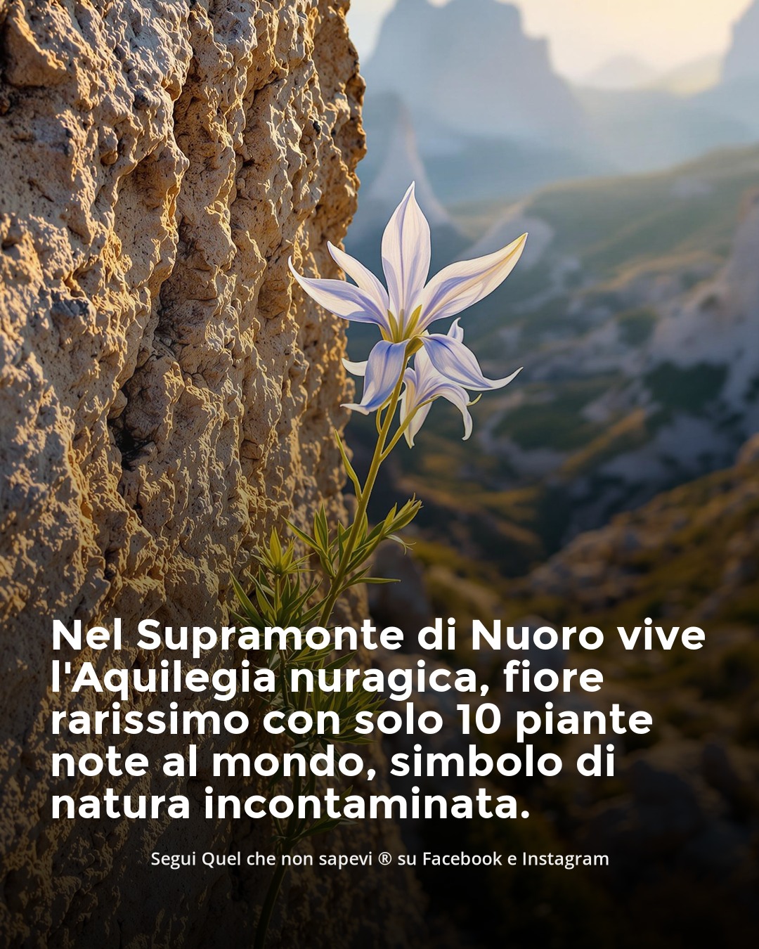 Quel - Nel cuore selvaggio della Sardegna esiste un fiore così raro che ...