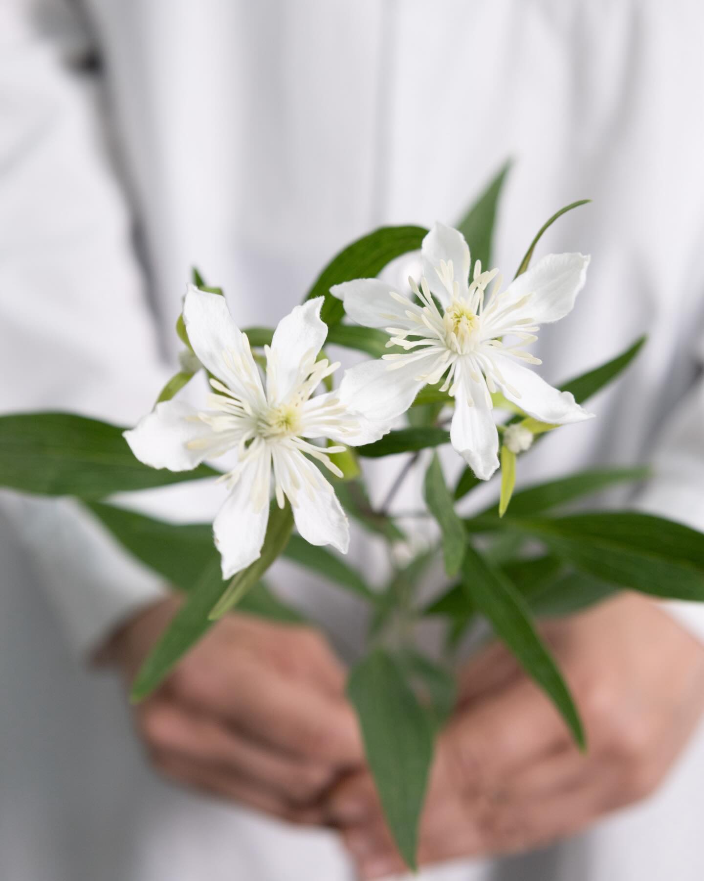 Clematis florida 'White Jewel' クレマチス ホワイトジュエル 山形県