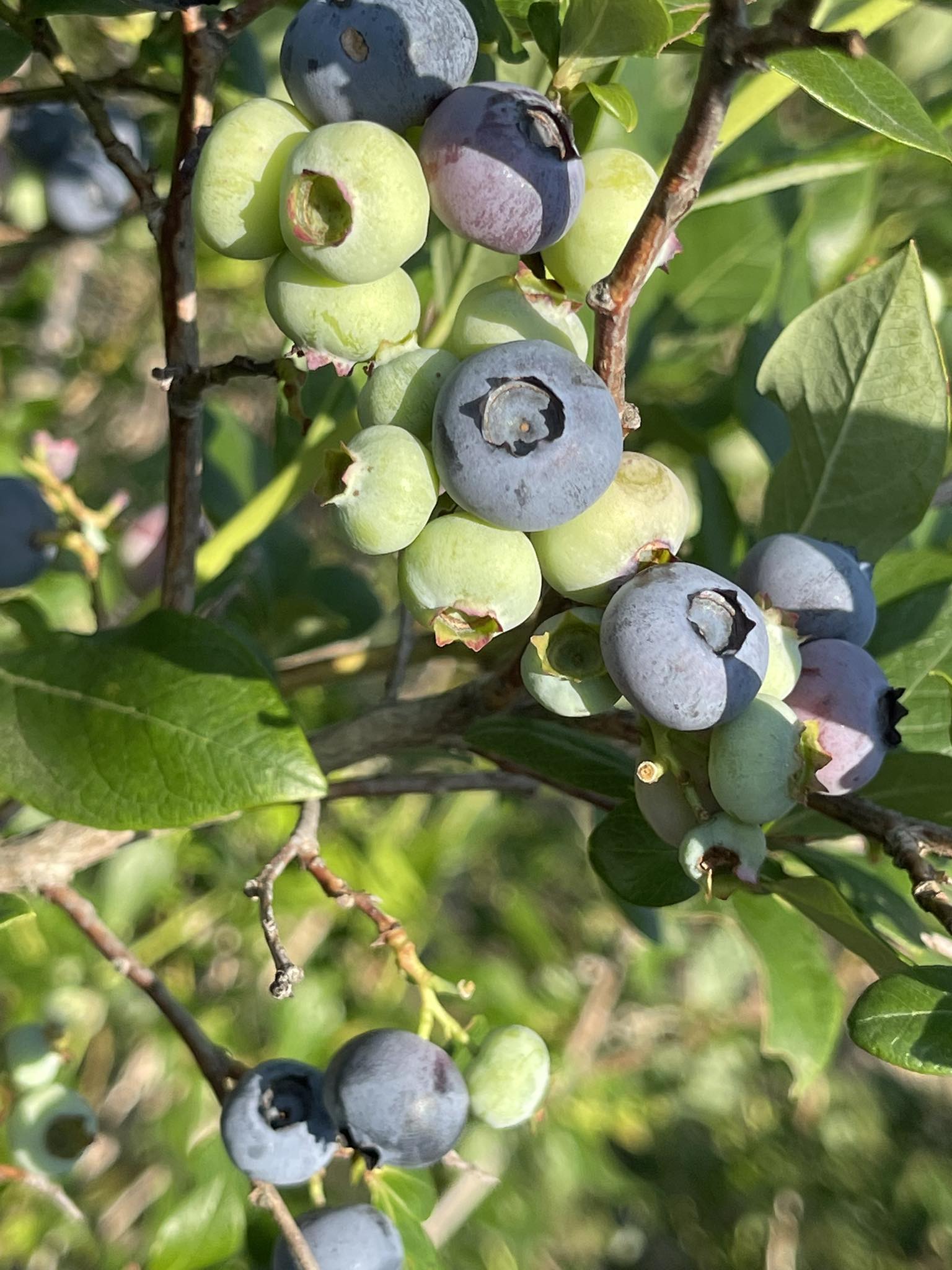 Persimmon - Picking update: The early variety blueberries have been ...