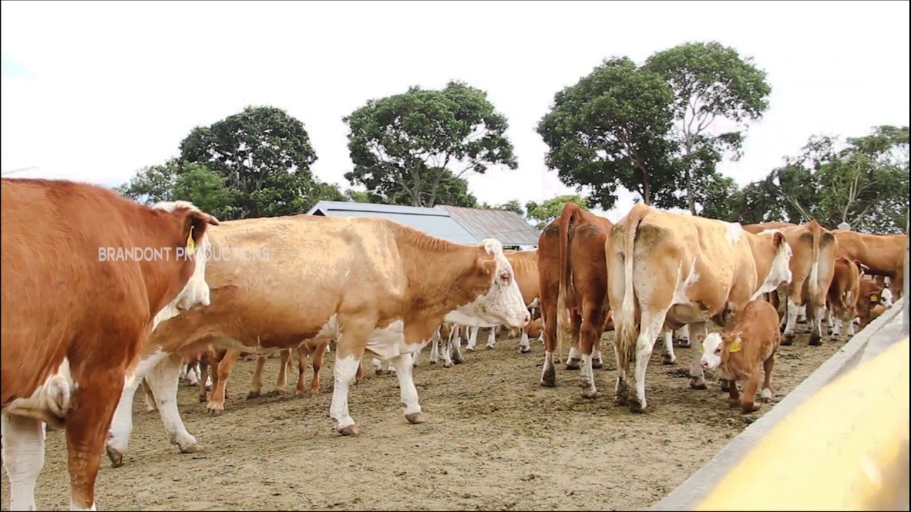 Garam Sapi SAPI Simental | Rantauprapat