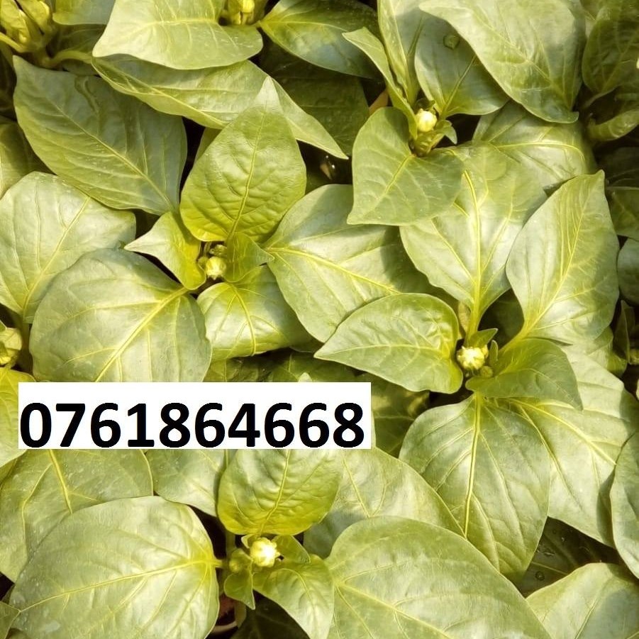 Rasaduri Plante Fructe si Legume 0761864668 | Corod