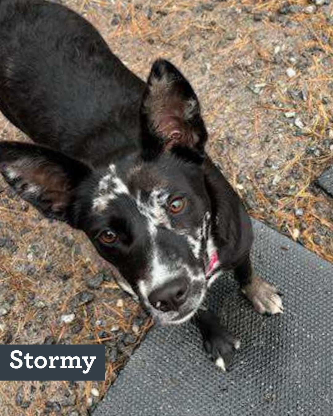 Second Chance Ranch Rescue... - Second Chance Ranch Rescue NH